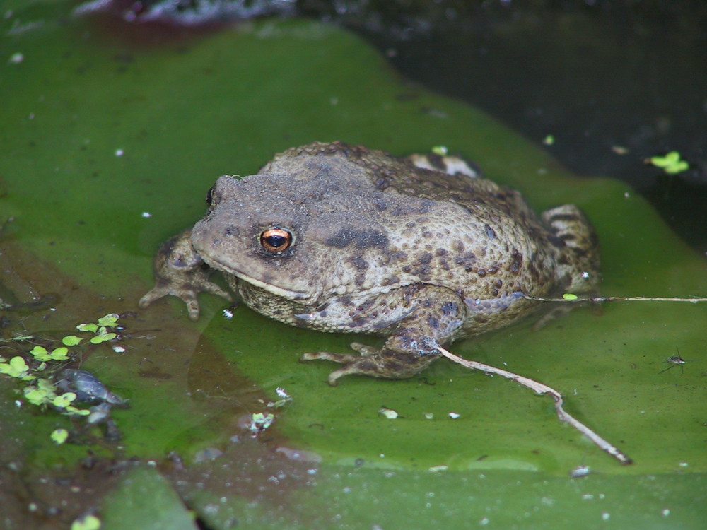 Toad.