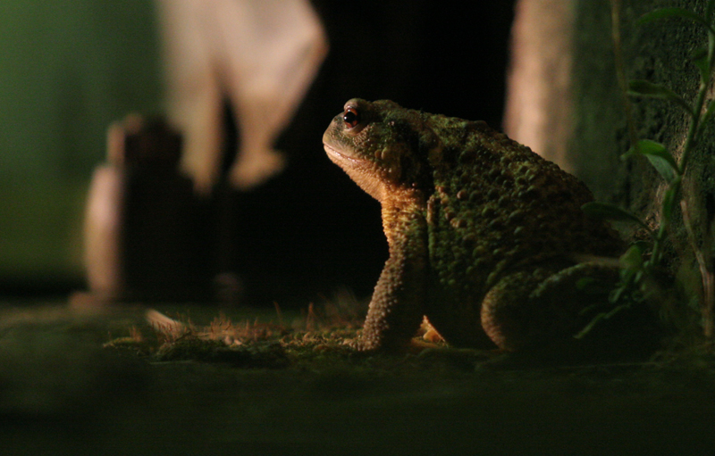 Toad At Night