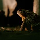 Toad At Night