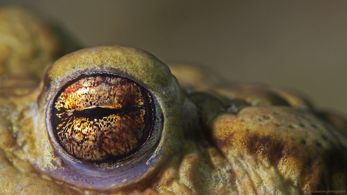 Toad eye