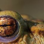 Toad eye