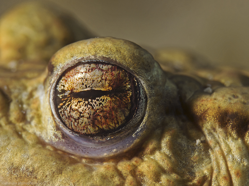 toad eye