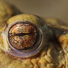 toad eye