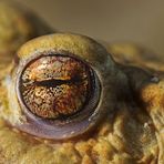 toad eye