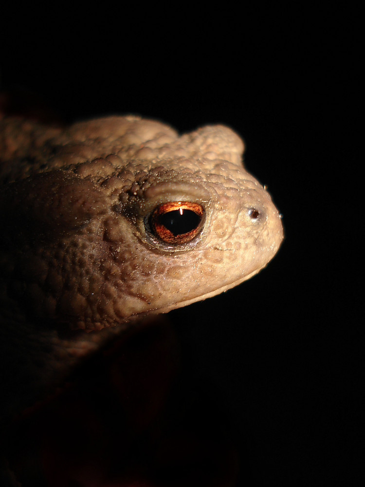 Toad in the night