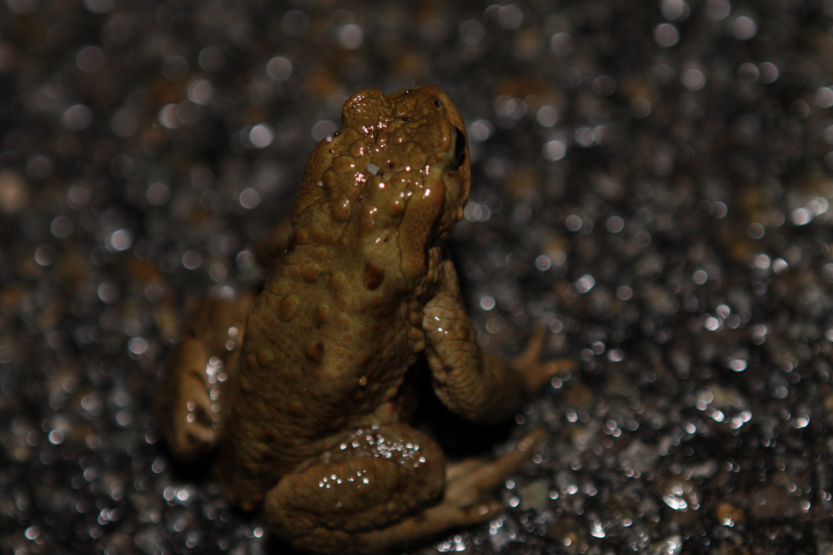 Toad migration!