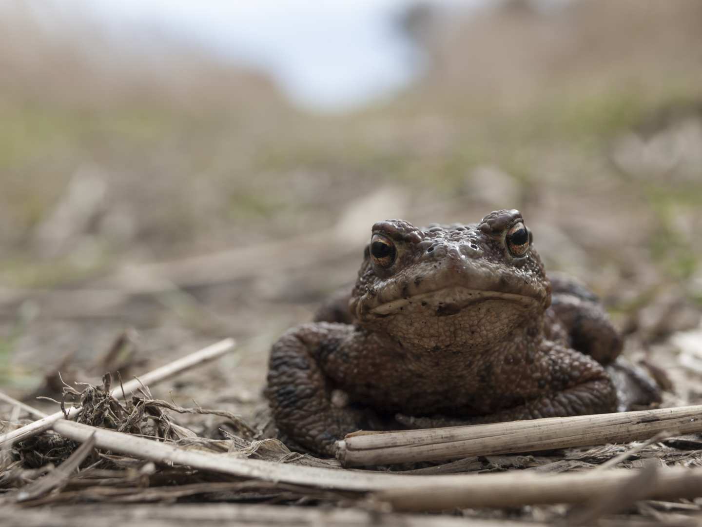 toad road