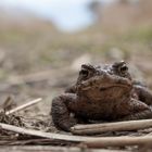 toad road