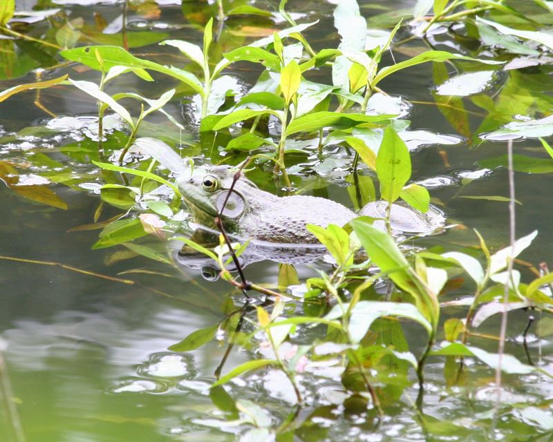 Toadally reflective