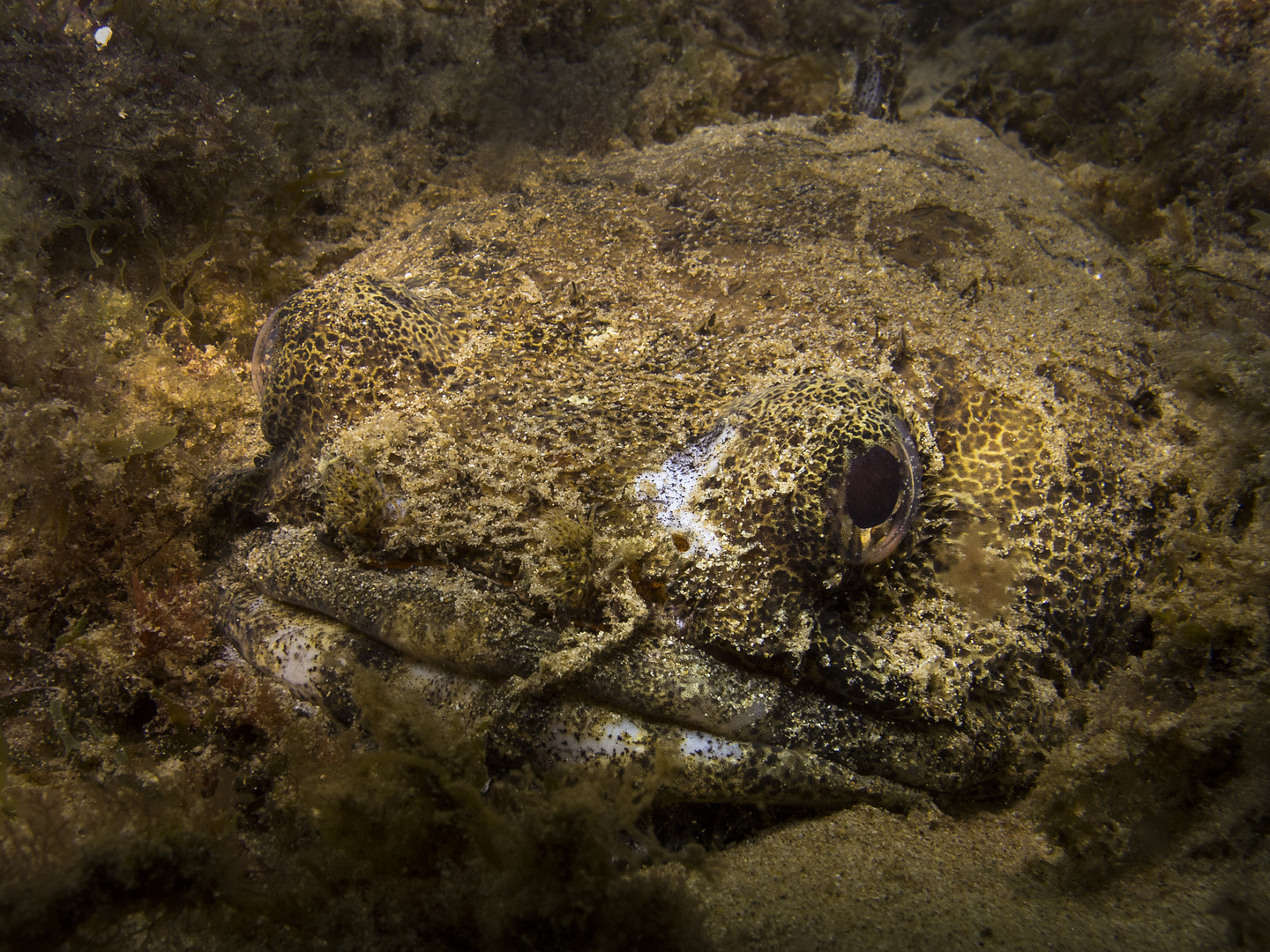 Toadfish