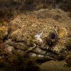 Toadfish