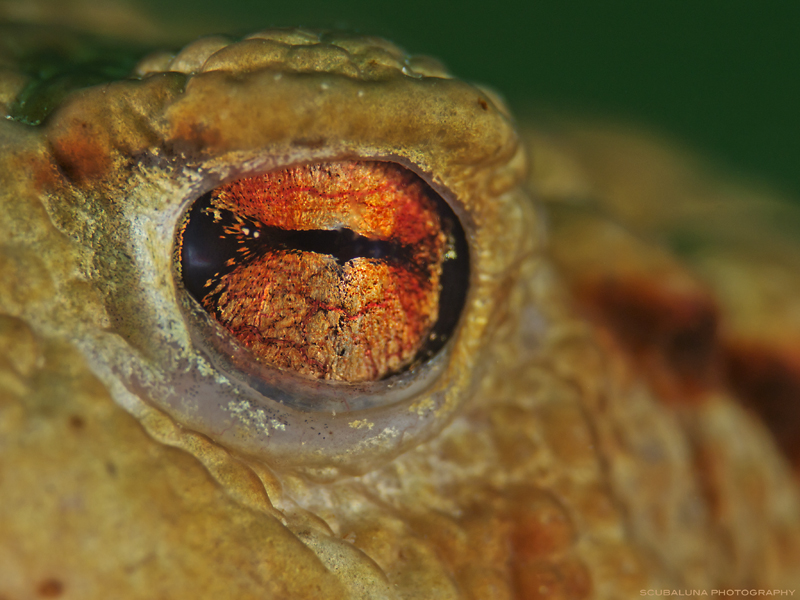 Toad`s Eye