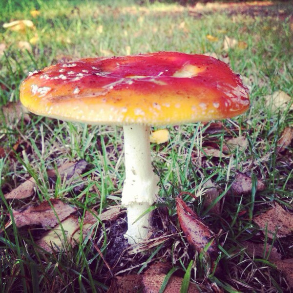 Toadstool