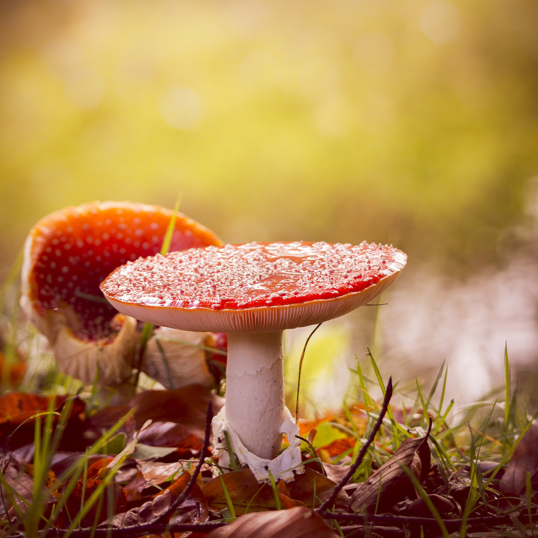 Toadstool autumn lights