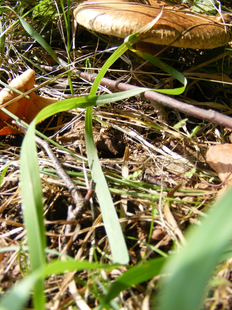 Toadstool