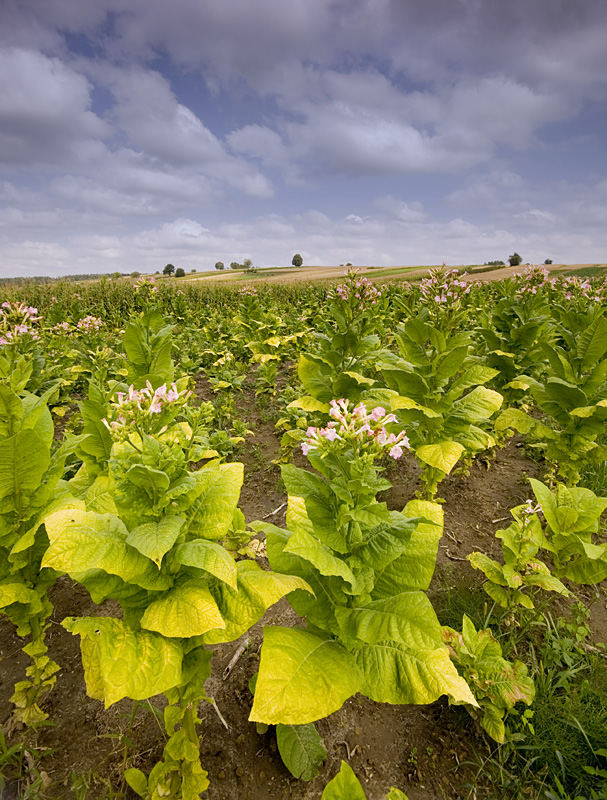 Tobacco