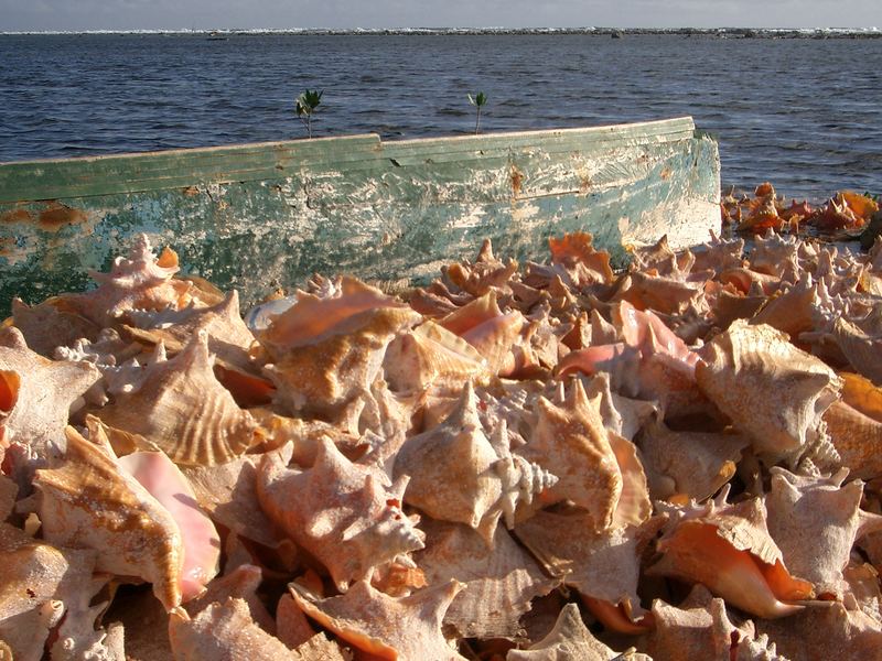 Tobacco Caye "Muschelfriedhof"