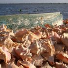 Tobacco Caye "Muschelfriedhof"