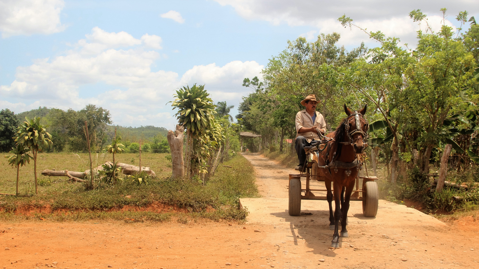 Tobacco farmer