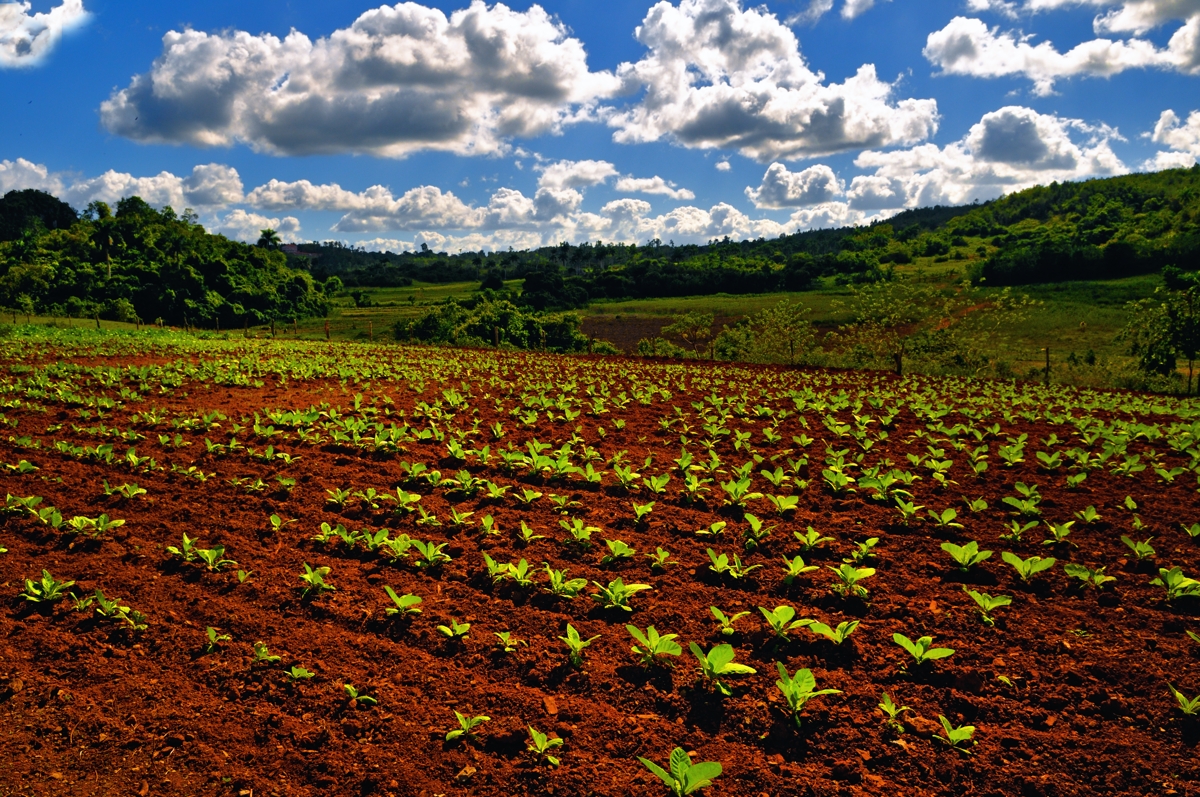 Tobacco fields in Viñales Valley