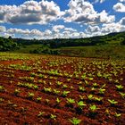 Tobacco fields in Viñales Valley