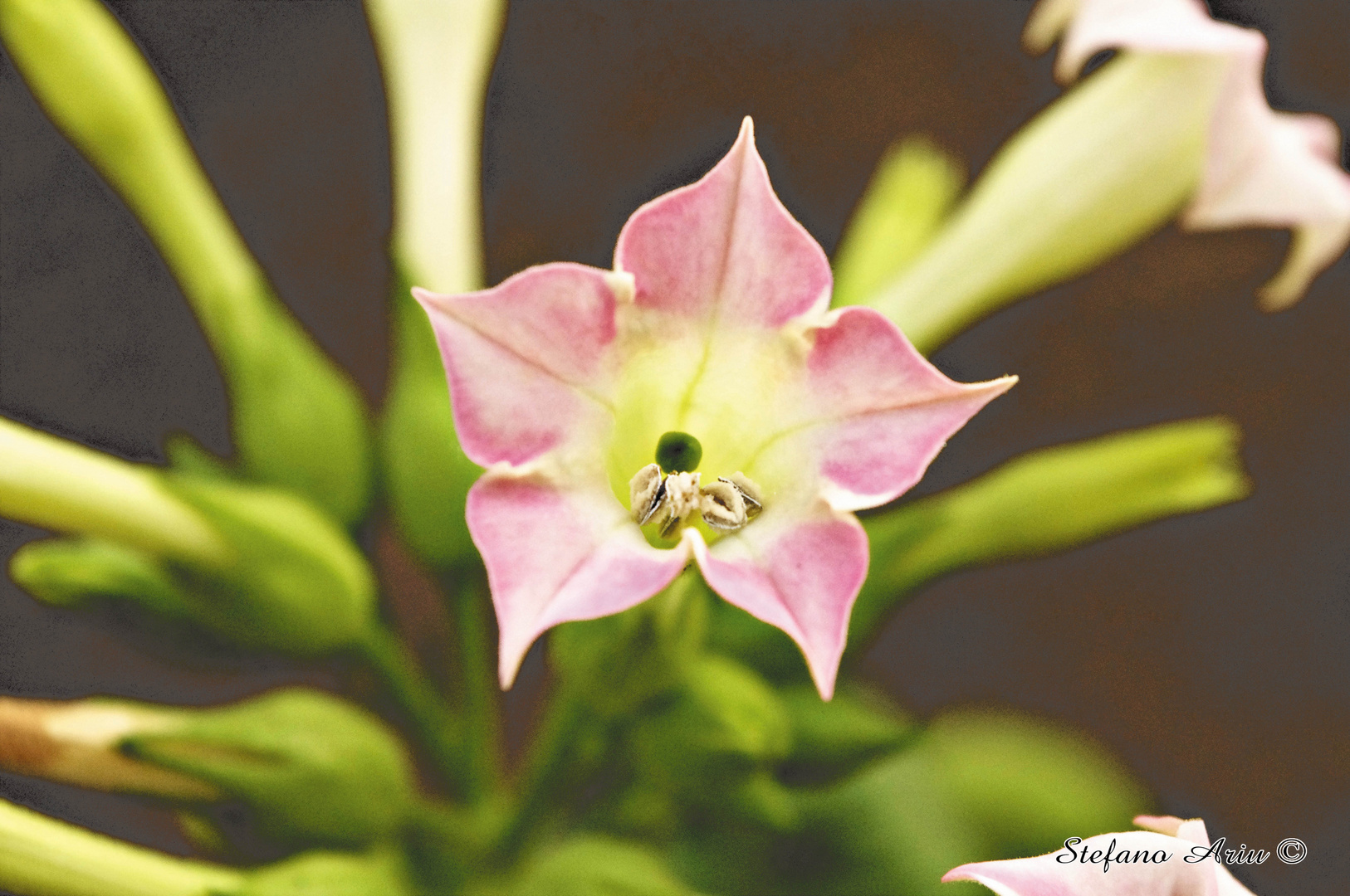 Tobacco Flower