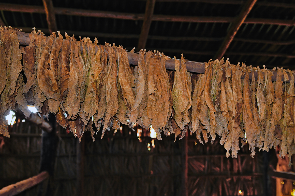 Tobacco foliages drying inside the barn