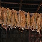 Tobacco foliages drying inside the barn