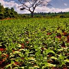 Tobacco plants growing in a field