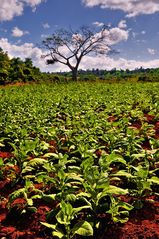 Tobacco plants growing in a field