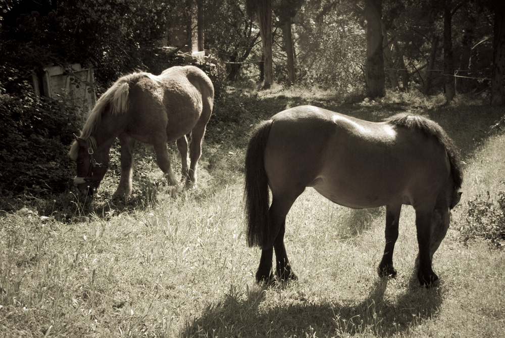 Tobby et Chataigne