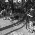 Tobby,travail aux longues rennes