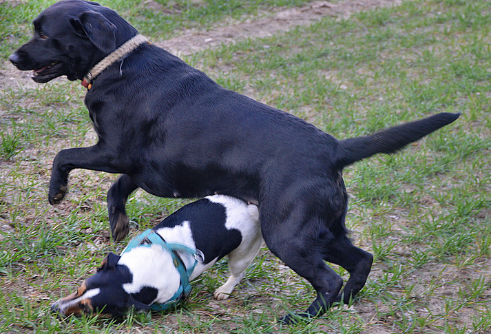 Toben auf dem Feld - Labbi und Jack Russel