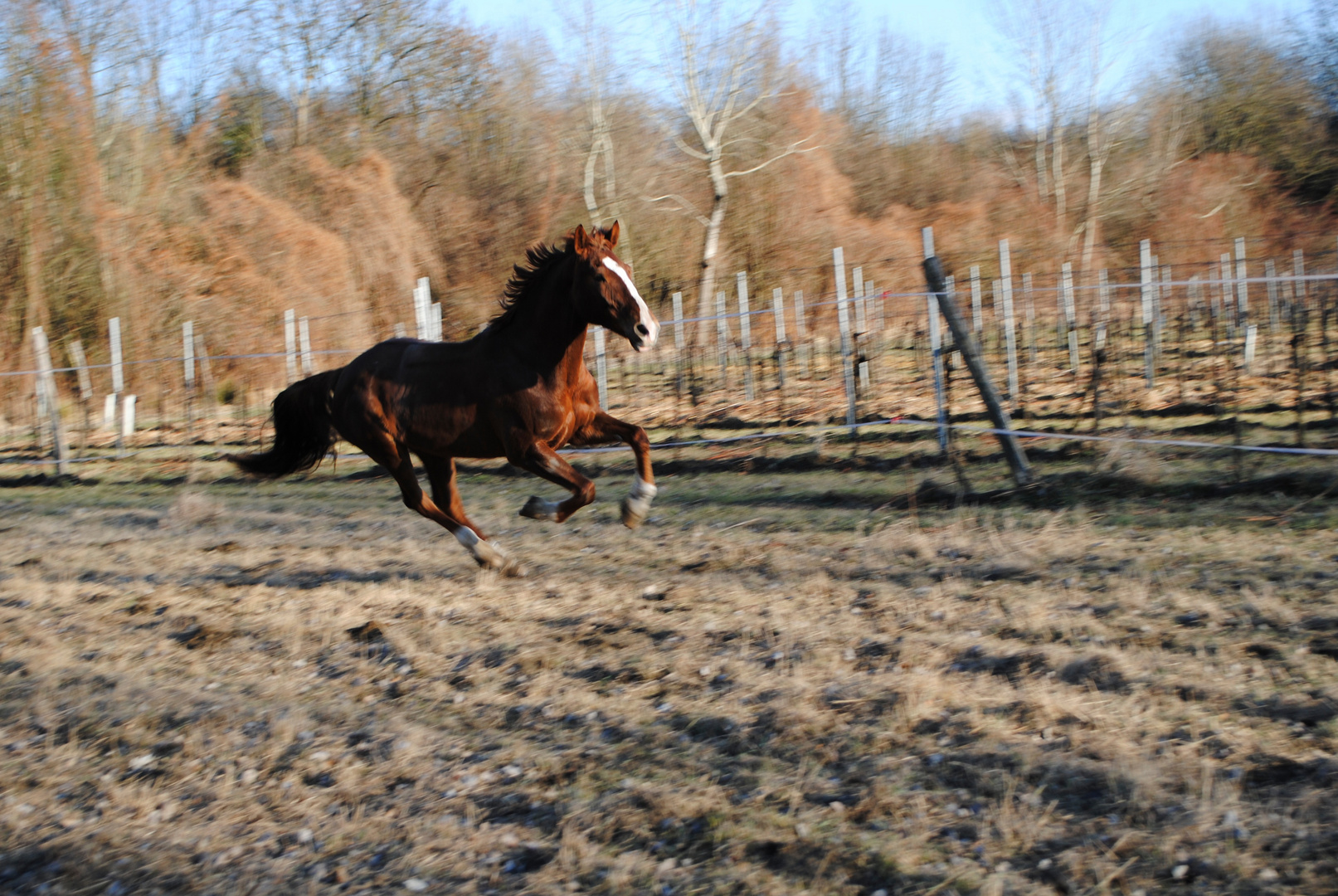 Toben auf der Koppel 5