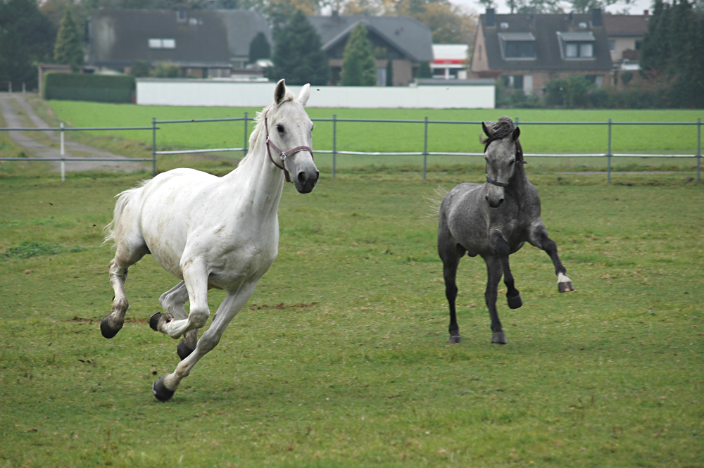 Toben auf der Weide