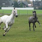 Toben auf der Weide