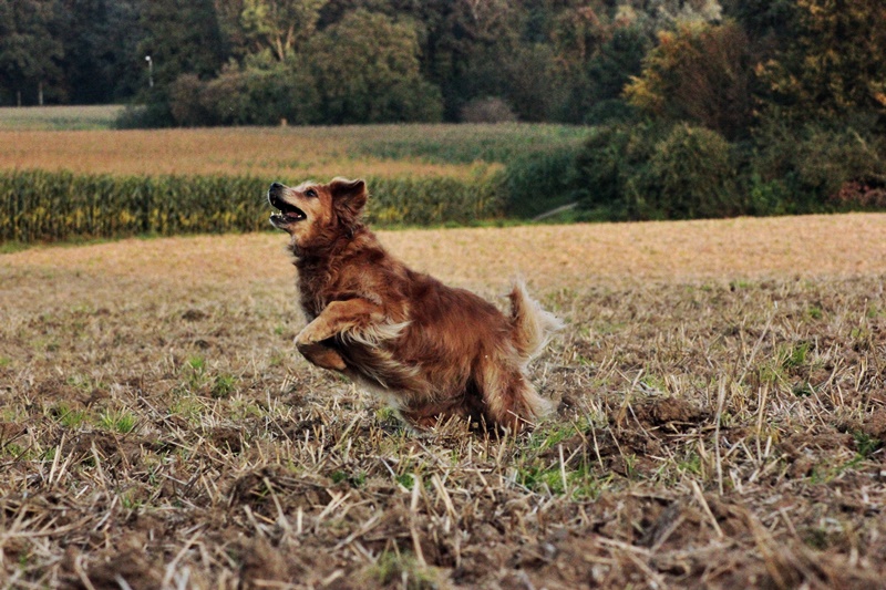 Toben im Feld