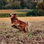 Toben im Feld