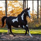 Toben im Herbstlicht