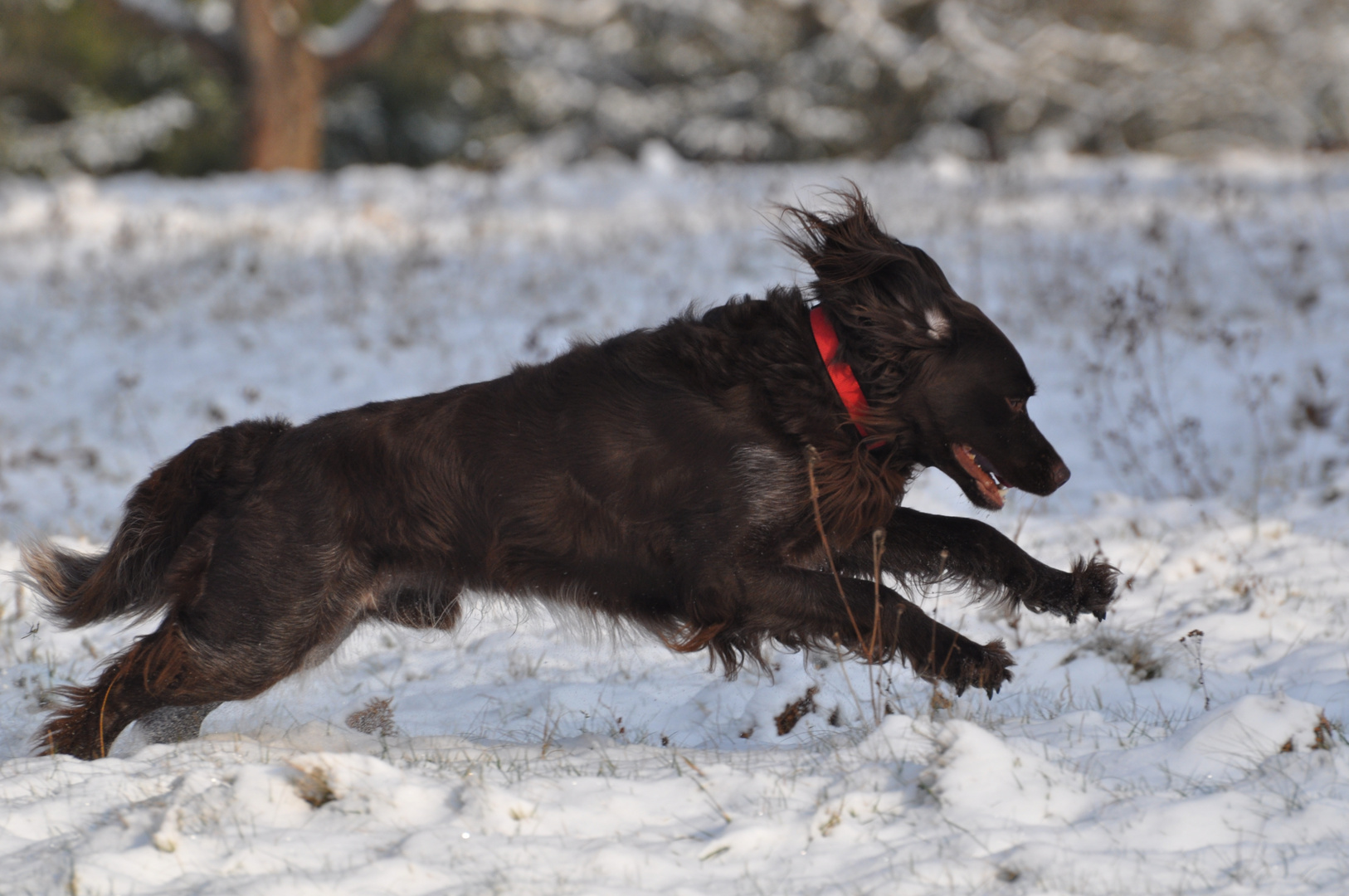 Toben im  letzten Schnee