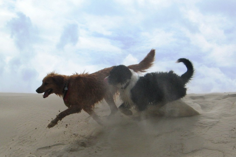 Toben im Sand!