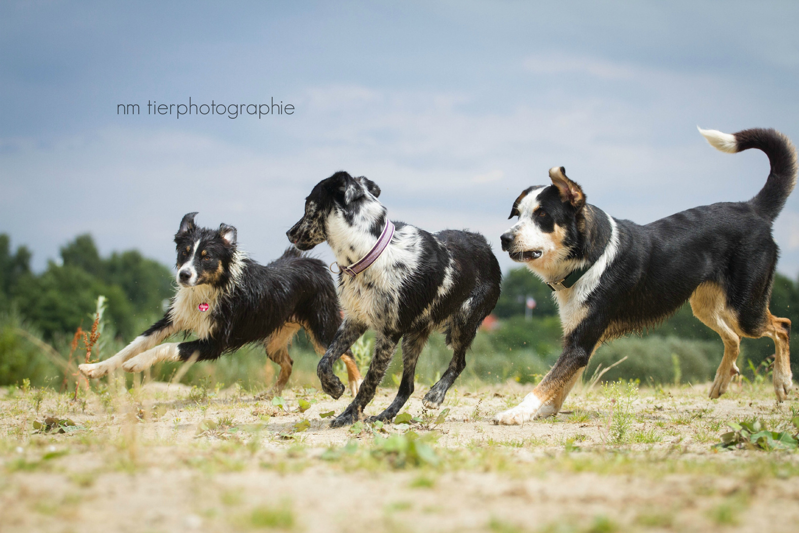 Toben im Sand !