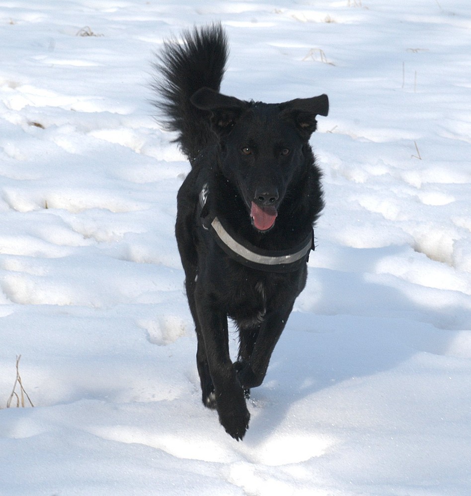 Toben im Schnee