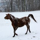 Toben im Schnee