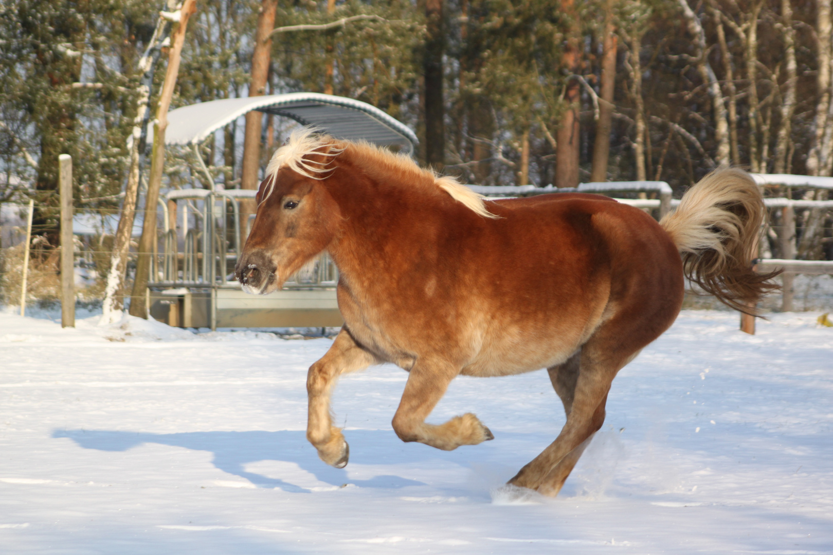 toben im Schnee