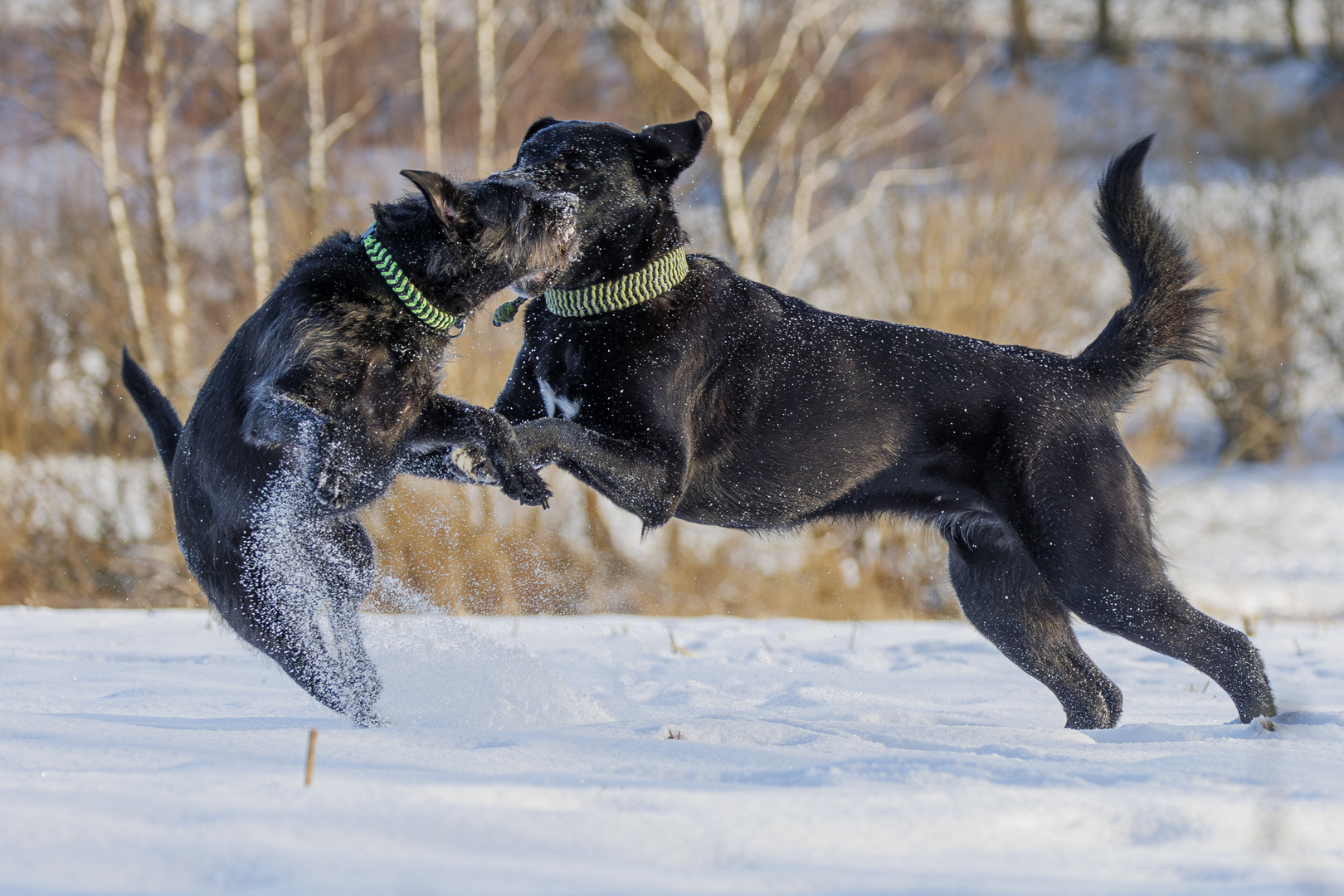 Toben im Schnee