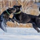 Toben im Schnee