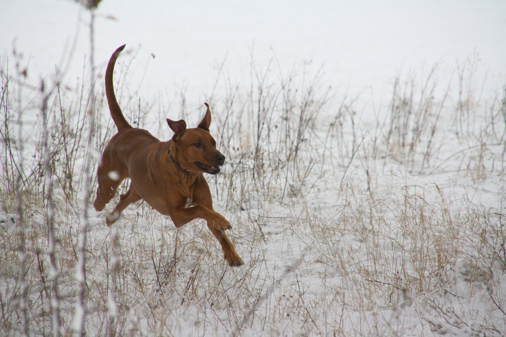 toben im Schnee