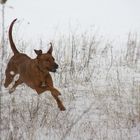 toben im Schnee