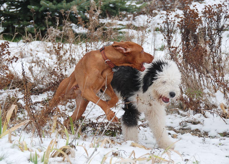 -Toben im Schnee-